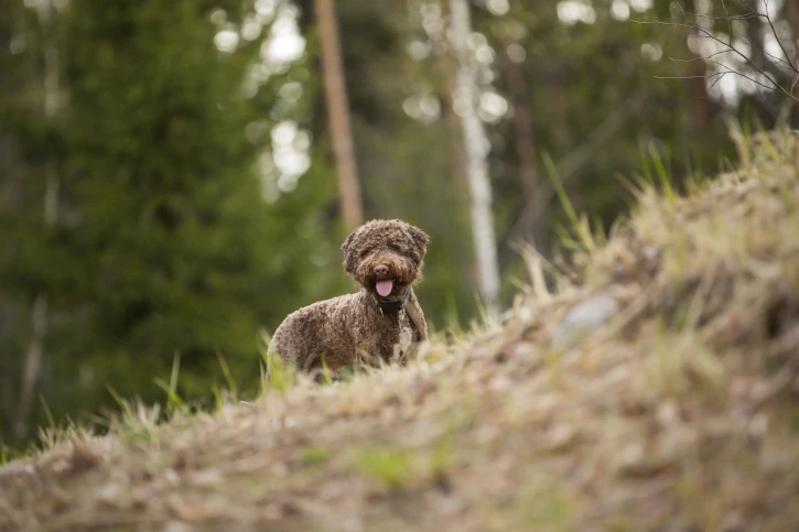 Avonturen in het bos met je hond: tips voor een veilige en leuke dag