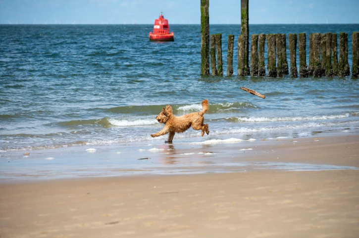 Strandplezier met je hond: tips voor een veilige en leuke dag aan zee